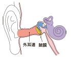 外耳道-1